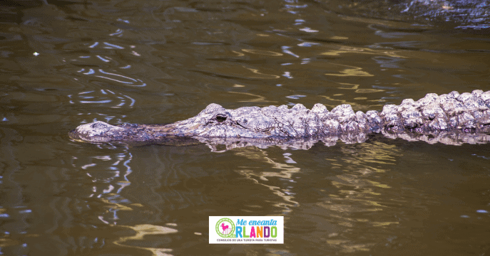 Gatorland- 20 datos interesantes sobre Orlando Florida